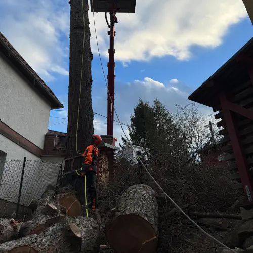 Baumfällung mit Hebebühne