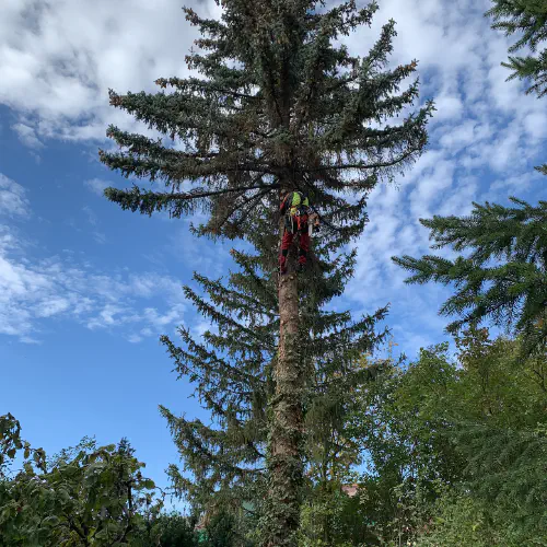 Seilklettern für Baumfällung