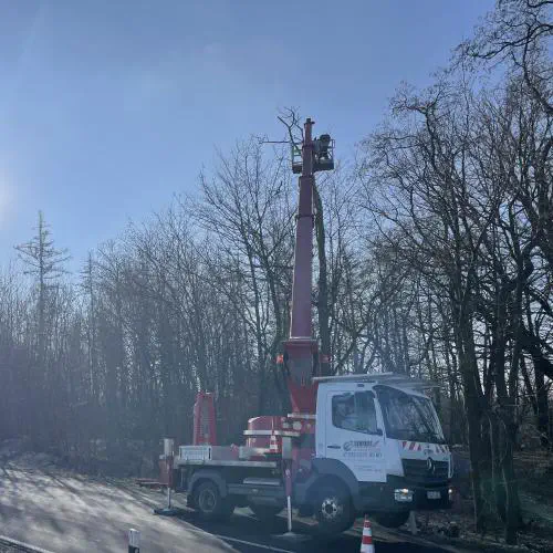 Baumpflege mit Hebebühne