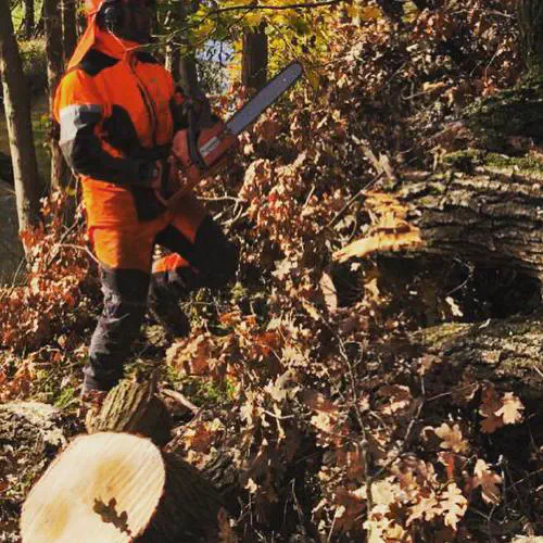 Baumfällarbeiten