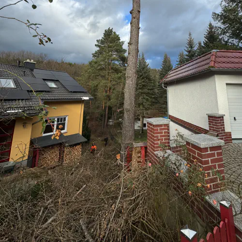 Baumfällung mit Hebebühne